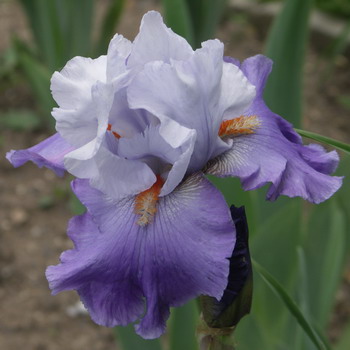 Zav��t okno